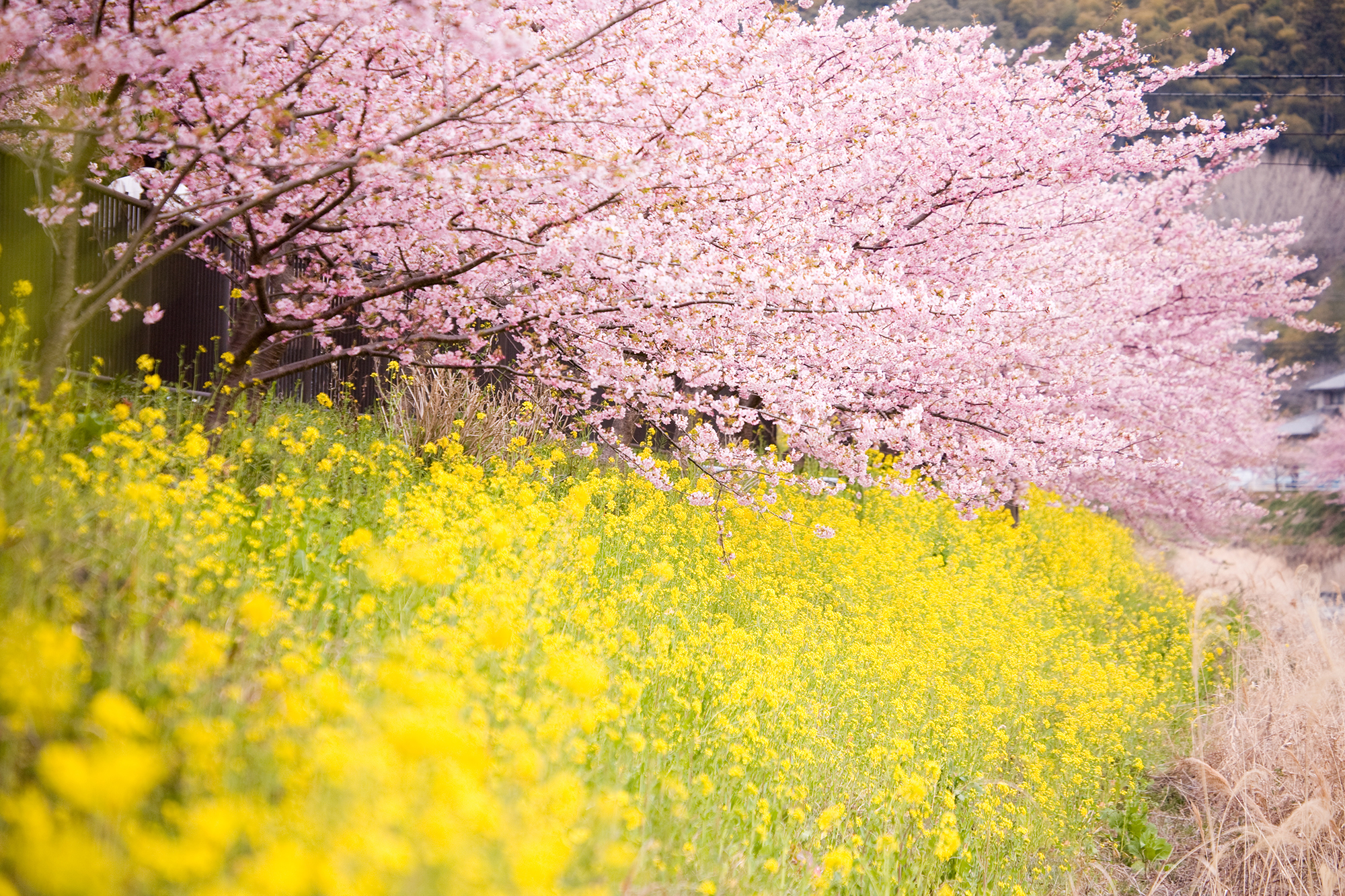 2016年首都圏お花見スポットランキングベスト10発表!1位は定番の上野公園。