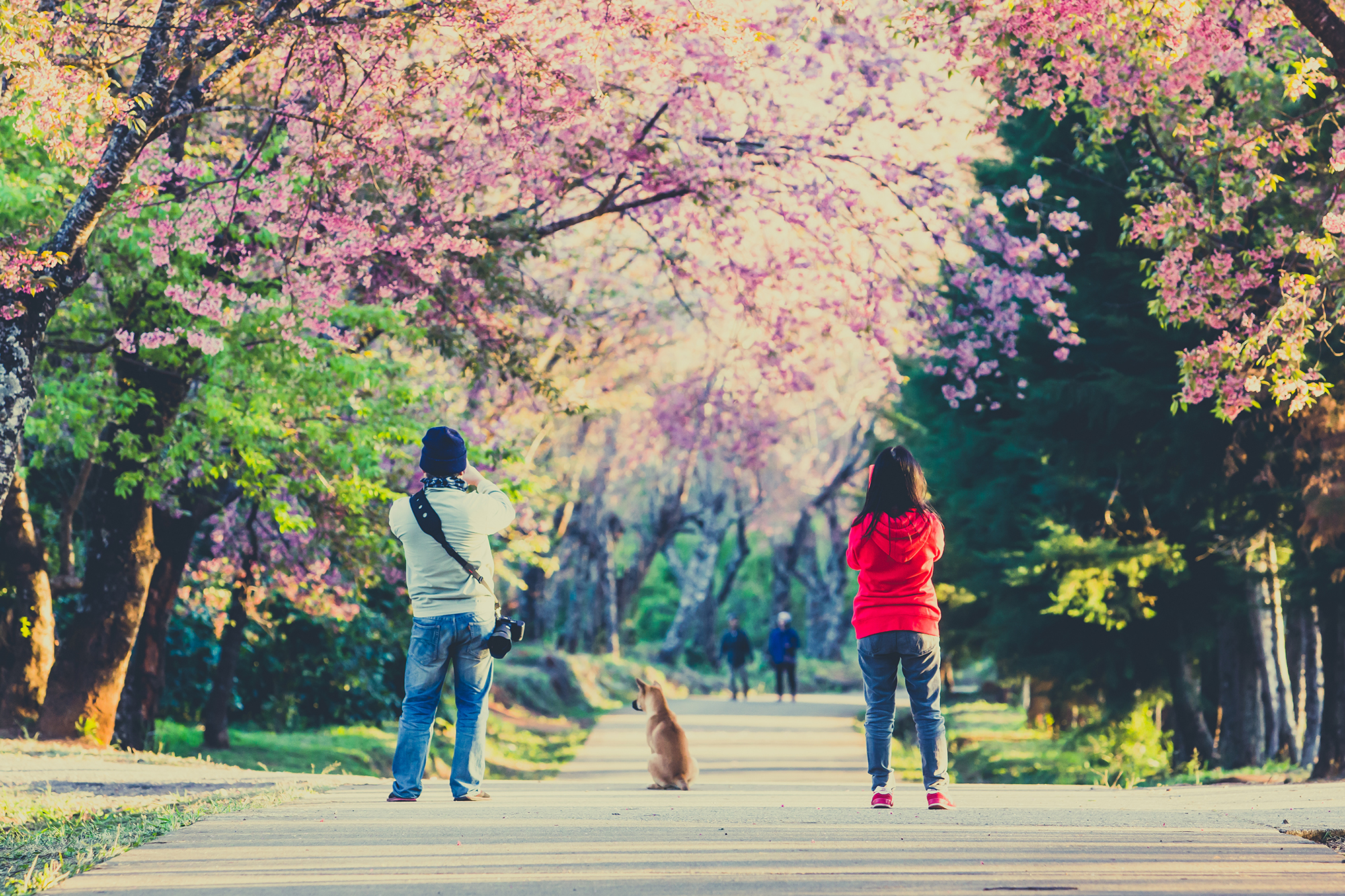 お花見新スタイルは“お気楽花見”!?若者世代1,000名に花見事情を調査!