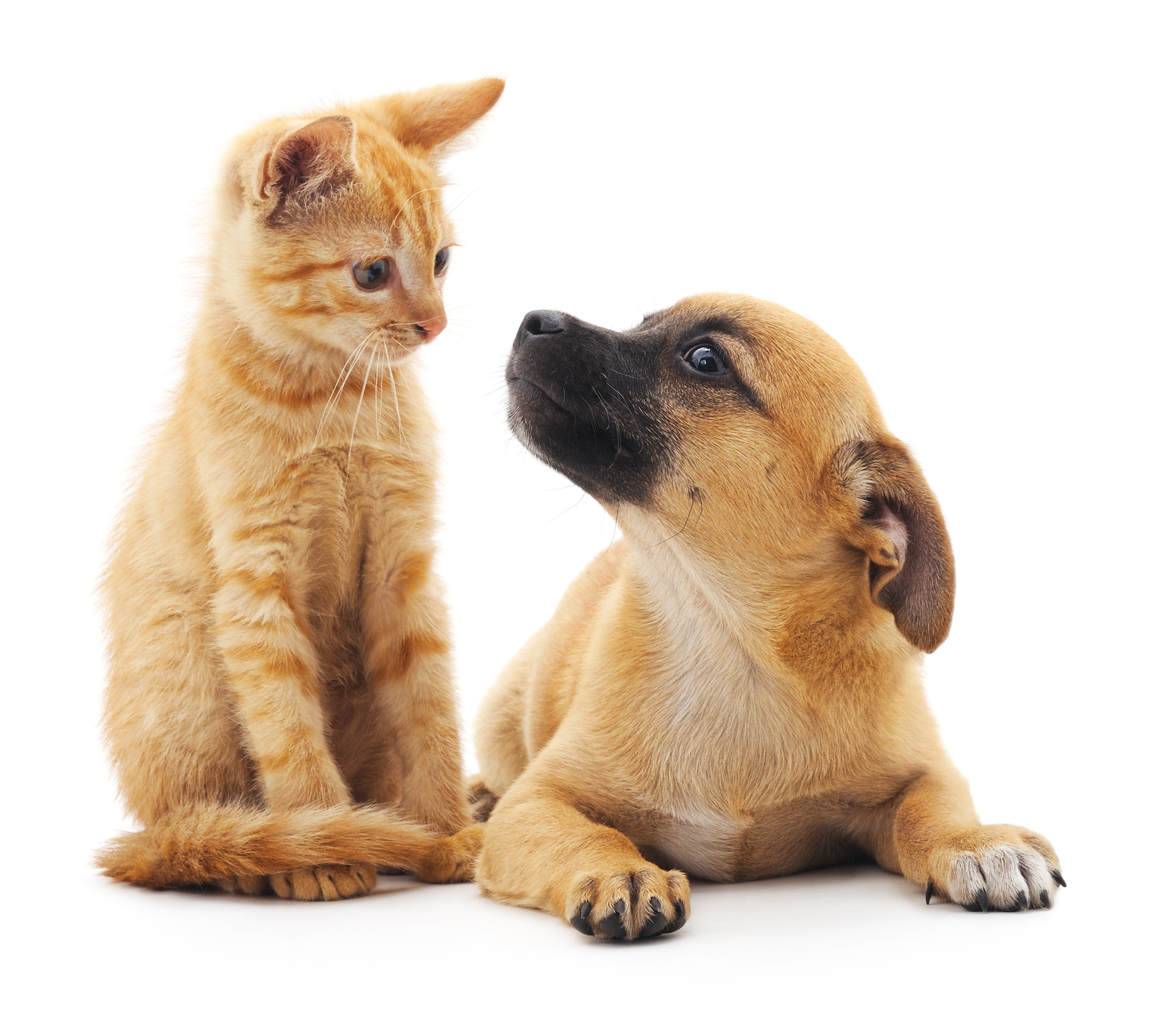 犬猫の飼い主1,000人にきく、ペットの『もしも』の時の備え