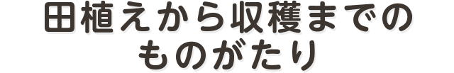 田植えから収穫までのものがたり