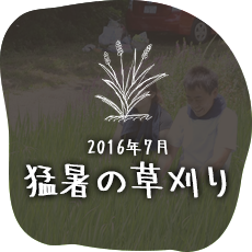 猛暑の草刈り